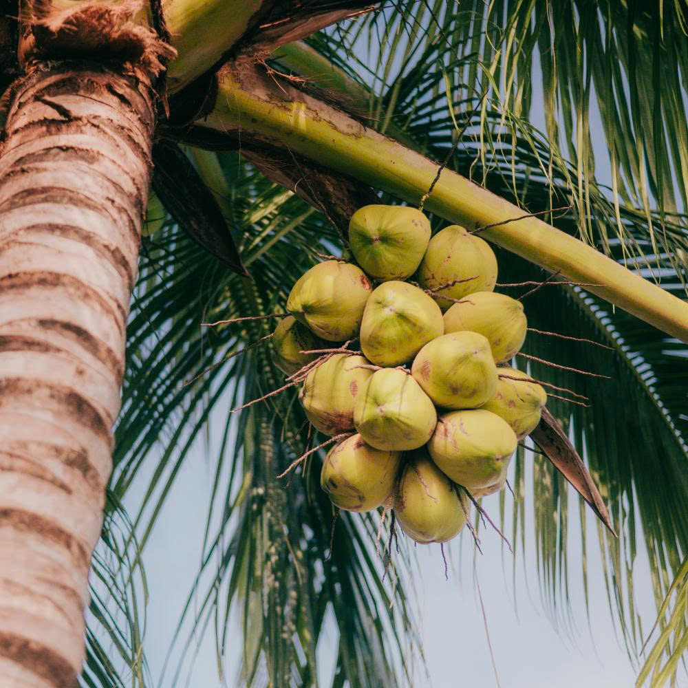 10 Sản Phẩm Từ Dừa Mà Bạn Chưa Biết?