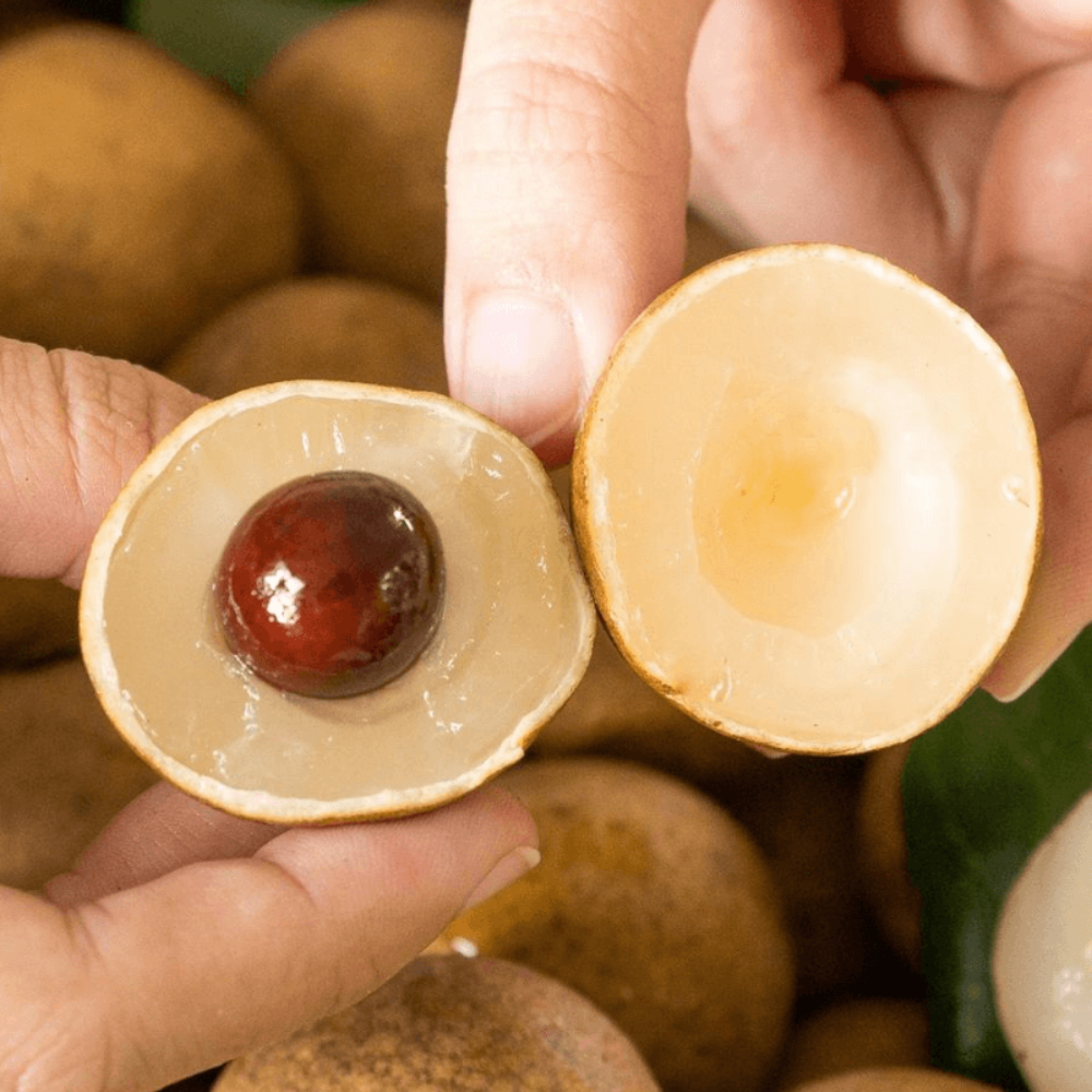 Nhãn lồng là gì? Vì sao loại nhãn này được ưa chuộng?