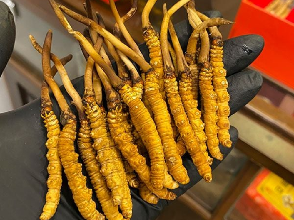 Đông trùng hạ thảo