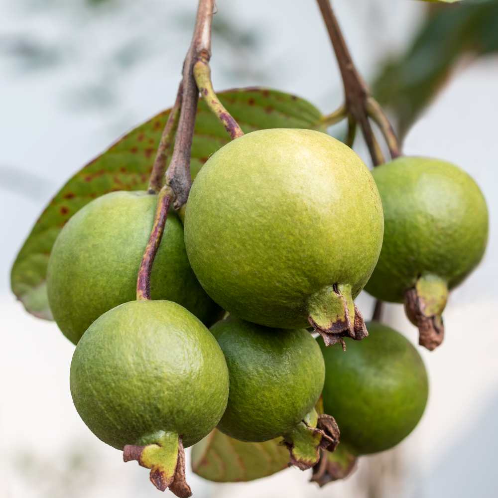 Có Nên Ăn Ổi Còn Non, Ổi Xanh?