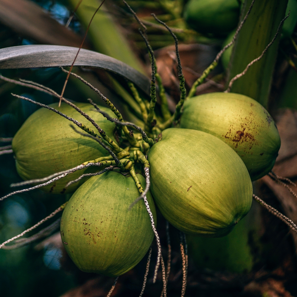 Quả Dừa Giá Trị Nhất Ở Phần Nào ?