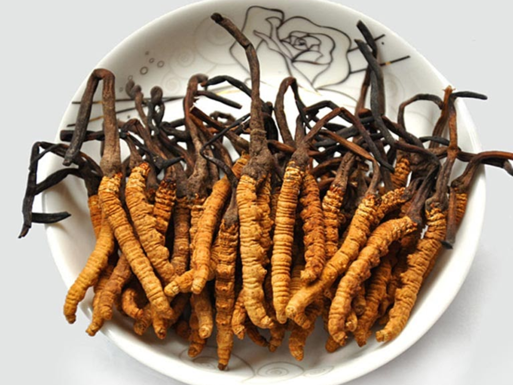 Đông trùng hạ thảo 