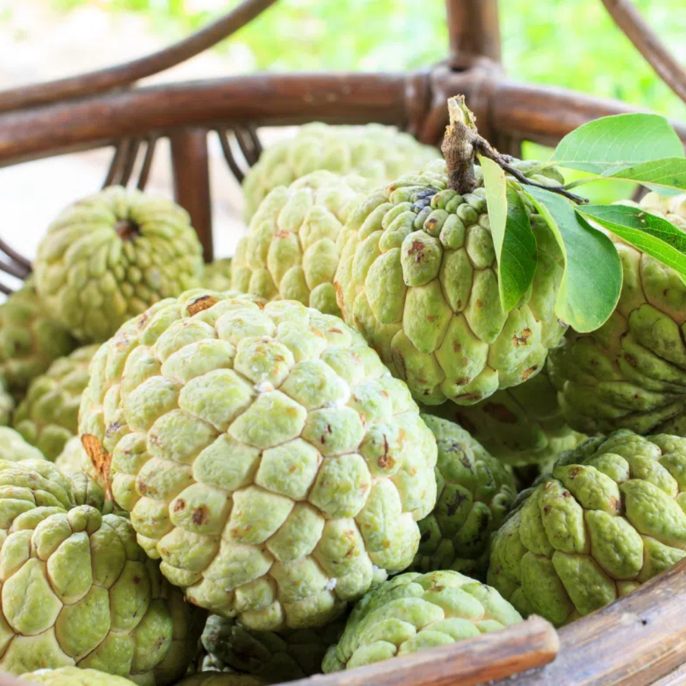 Mãng Cầu Có Gì Đặc Biệt? Mang Lại Lợi Ích Gì?