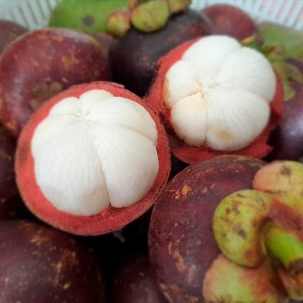 Măng Cụt – Những Viên Thạch Anh Tím Của Cần Thơ