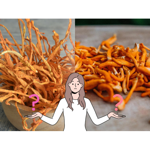 Đông Trùng Hạ Thảo Khô Và Tươi Khác Nhau Như Thế Nào?