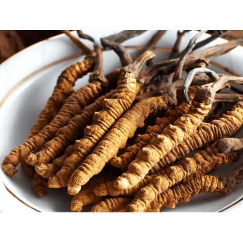 Đông trùng hạ thảo là gì?