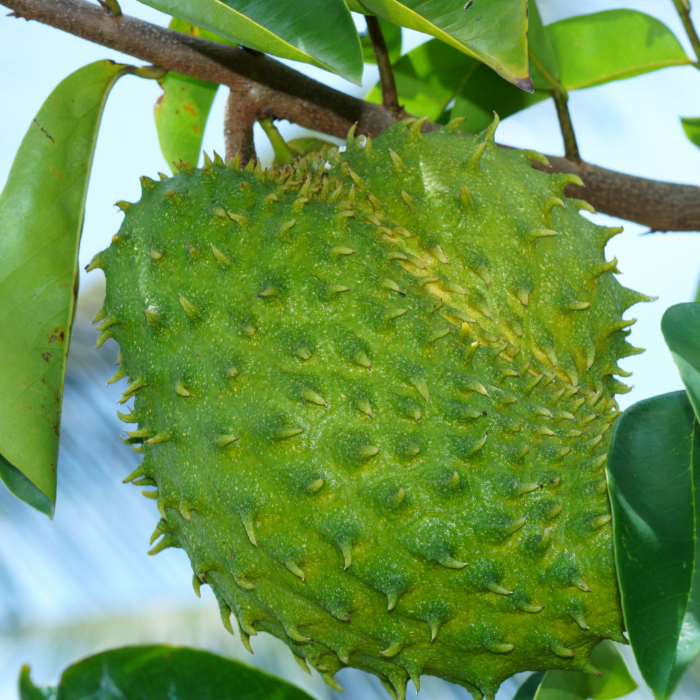 Tác Dụng Dinh Dưỡng Của Quả Mãng Cầu Đối Với Sức Khỏe