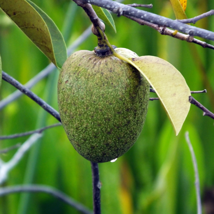 Các Bài Thuốc Dân Gian Sử Dụng Mãng Cầu
