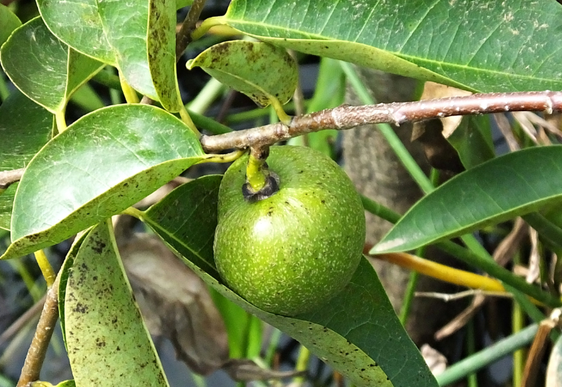Mãng cầu hỗ trợ thư giãn thần kinh, giúp ngủ ngon hơn