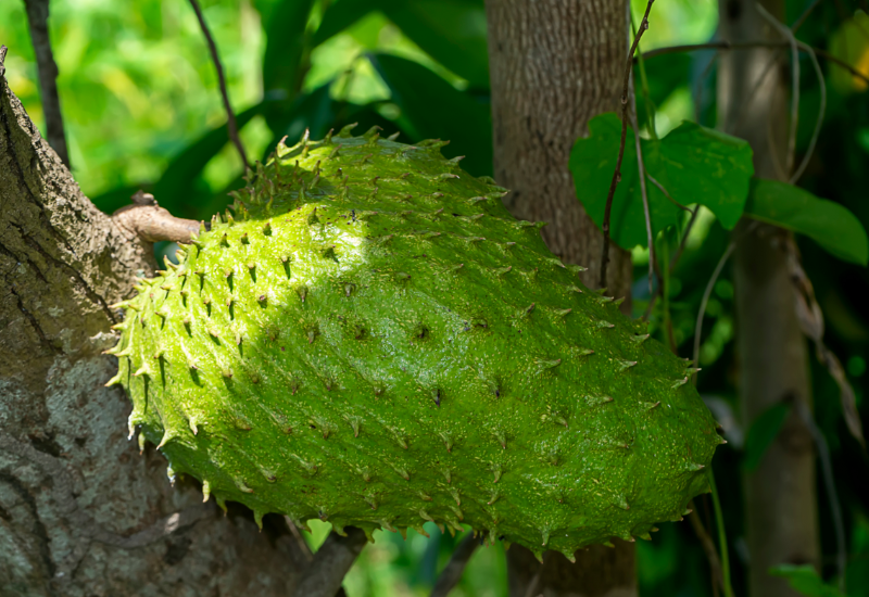 Hỗ trợ hệ tiêu hóa