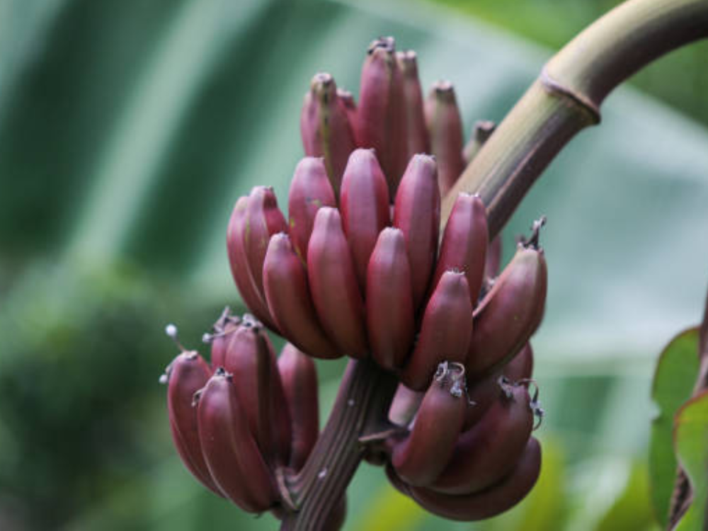Vai trò của prebiotic trong chuối đối với hệ vi sinh đường ruột