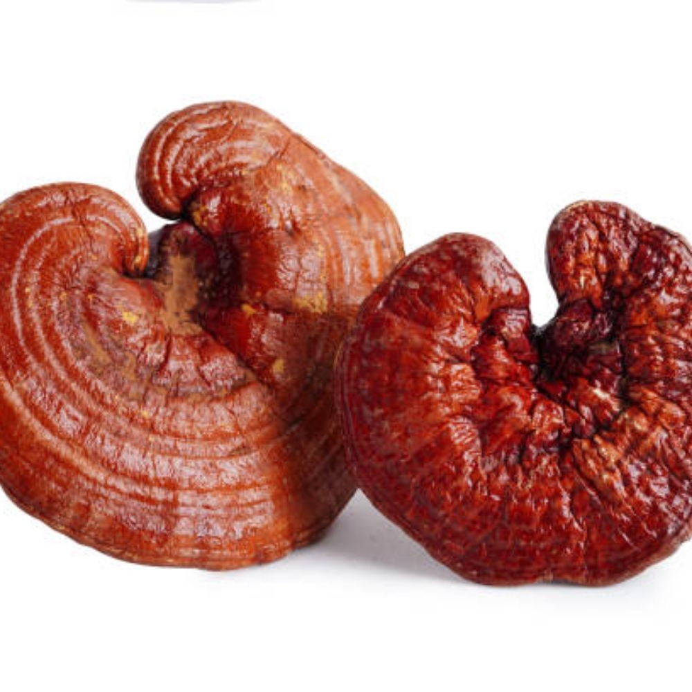 Nguồn Gốc Của Nấm Linh Chi Và Phân Loại Những Loại Nấm Linh Chi